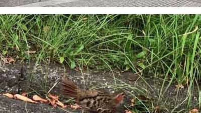 伊豆山・周辺散歩でキジの親子に遭遇？