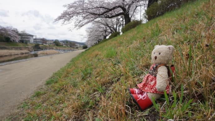 ミモロの桜リポート。高野川沿いの桜並木、祇園新橋エリアの情緒ある桜