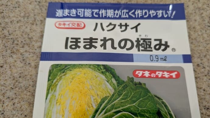 白菜とチマ・サンチュの種蒔き