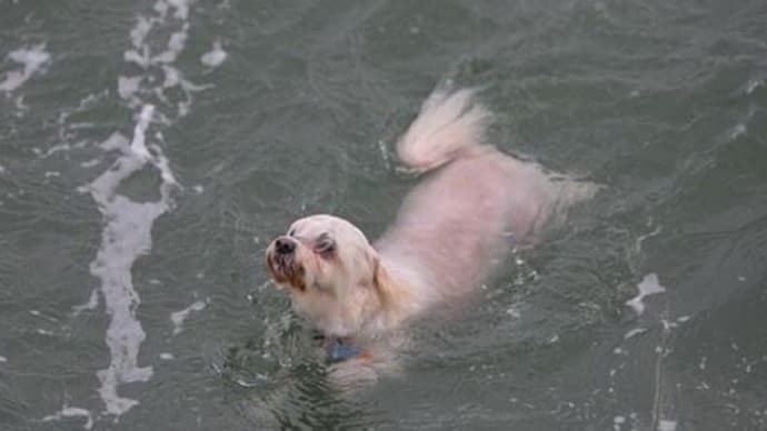 川に落ちた犬