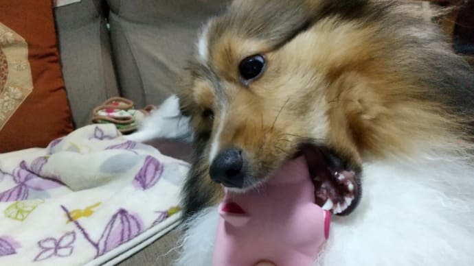 今度はブタさんが助けて~😂
