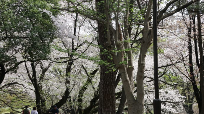 砧公園周遊お花見