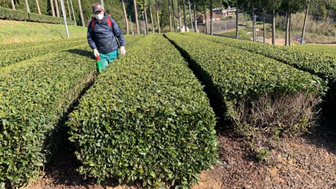 芽出し肥料🌱里🌱