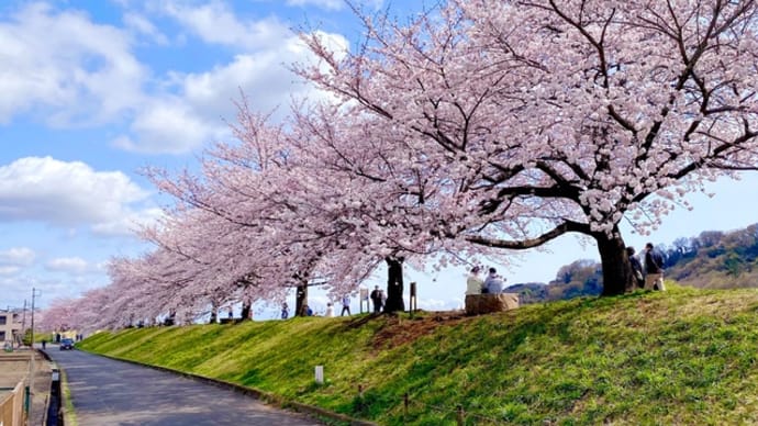 羽村の堰上流の多摩川土手の桜はまだ三部咲き。