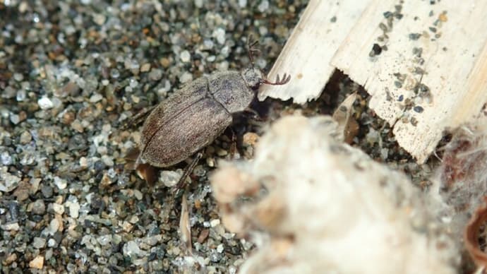 クワガタっぽくないマグソクワガタ