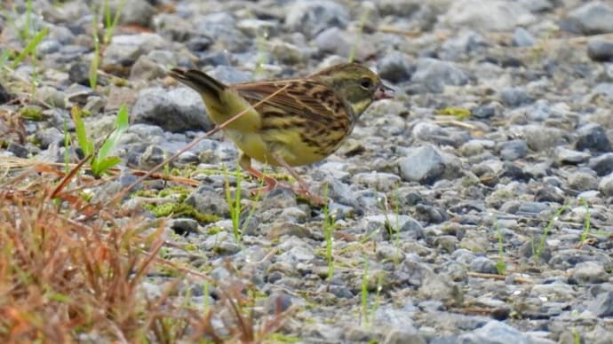 到着したアオジ、群れ飛ぶカワラヒワ