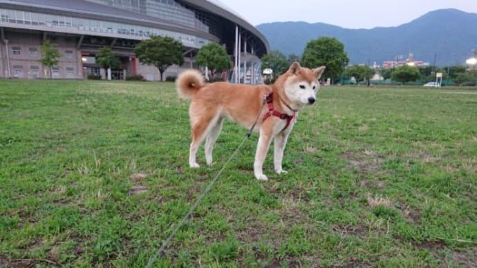 夕暮れ散歩 190621