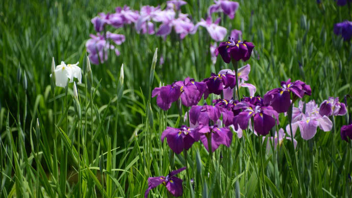 皇居・花便り・・満開の花しょうぶ と サツキ(5/29)