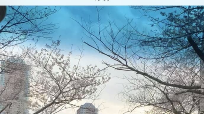 東京　桜　巡り