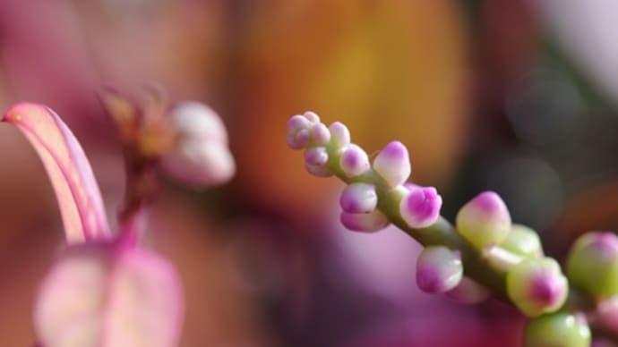 つるむらさきの花 花ものがたり