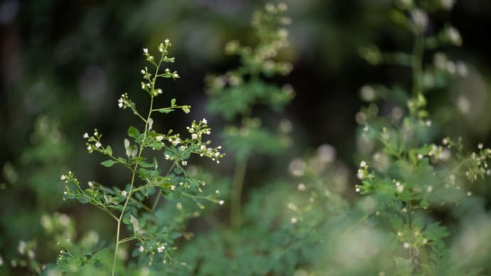 松風草