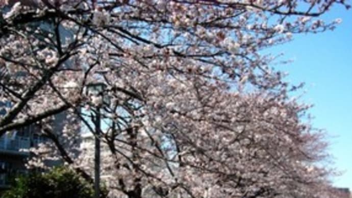 柏尾川遊歩道の桜