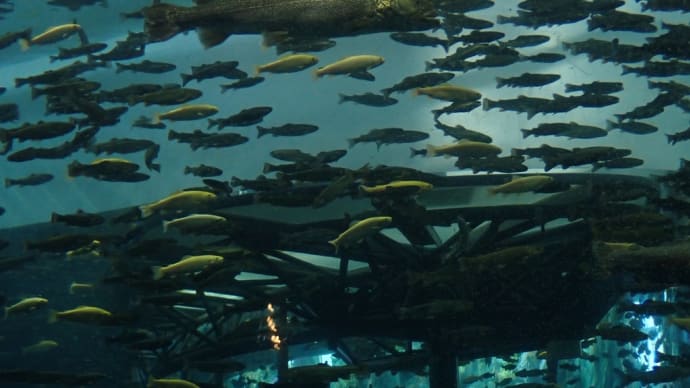 観光列車で行く富士湧水の里水族館