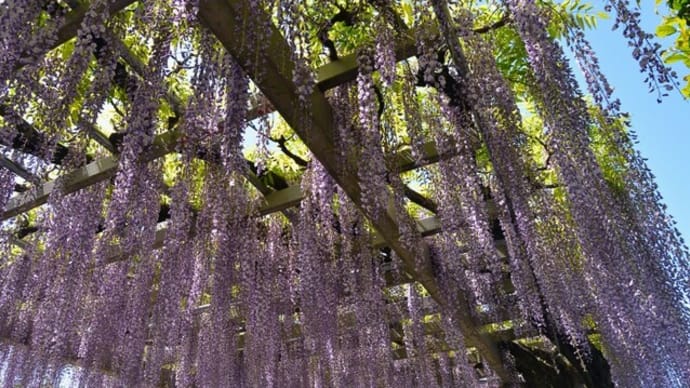 「ふじの咲く丘」の 藤 ・・・ (桐の花)・(ポピ-)