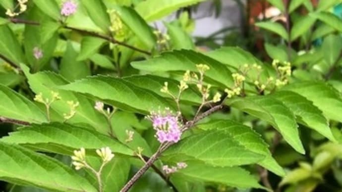 練習しているのは