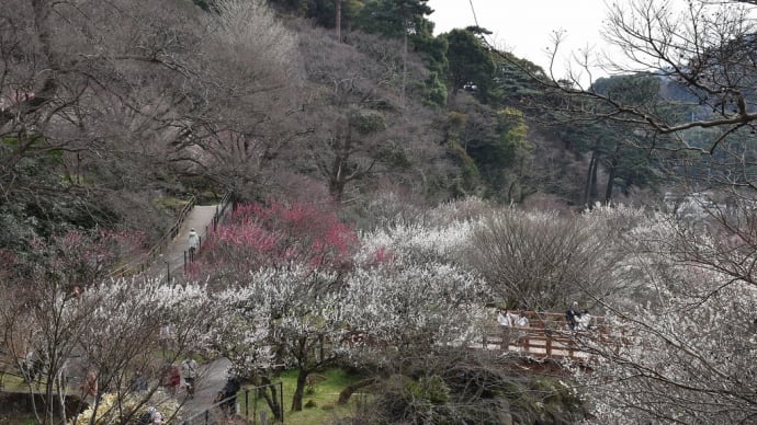 うめ狩り　静岡県熱海市　第79回熱海梅園梅まつり（4）枝垂れ梅と温泉