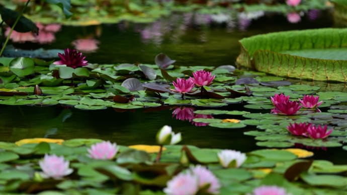 水生植物公園みずの森 3