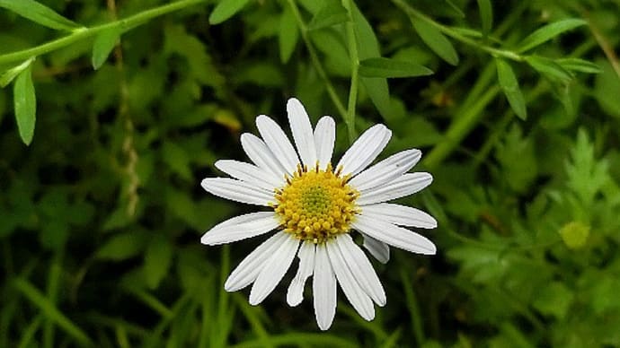 夏の野草花 ユウガギク、ヒルガオ、アキカラマツ、オモダカ、他。