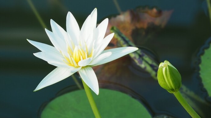 大船フラワーセンター グリーンハウスのお花たち