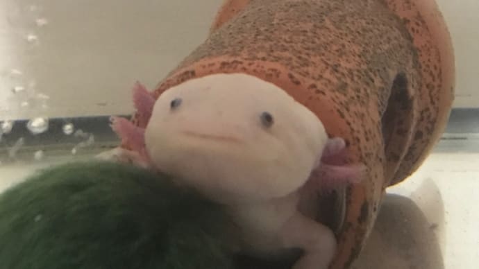 歯科へ行こう!