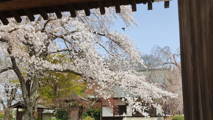 寺の桜　（東松山市・浄光寺）