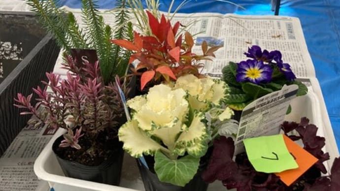今年最後の寄せ植え教室