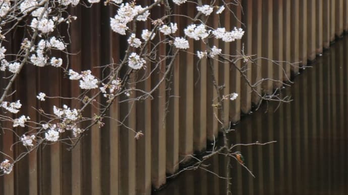 3月の石神井川