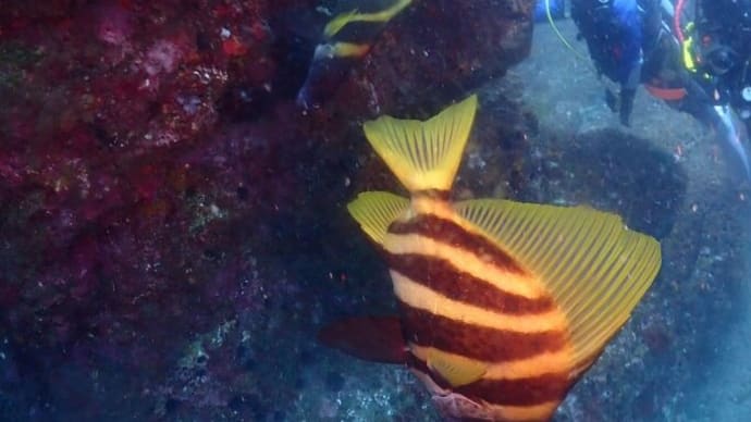 海からのお便り(^^)/