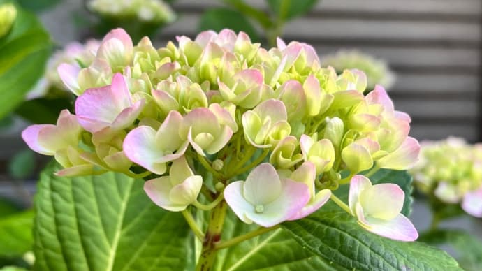 決して見捨てない心の大切さ!ー今日も咲いてくれた我が家の紫陽花!