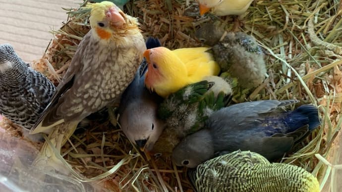 いいインコの日❣️