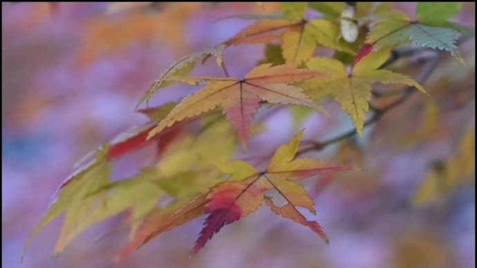 ■ old lensで万博公園