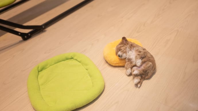 動物たち.