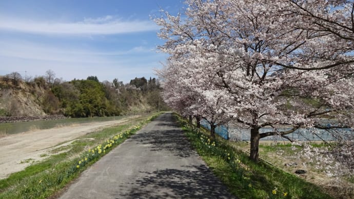 【信州新町】 大原橋近くの桜並木 (2016年4月)