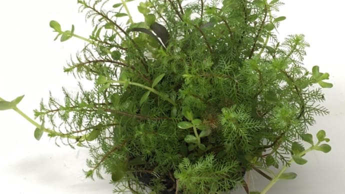 佗び草各種♪