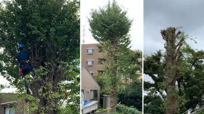 太く長くなってしまい台風などの強風で枝が折れる危険性がでた高木のイチョウの木の枝おろし作業