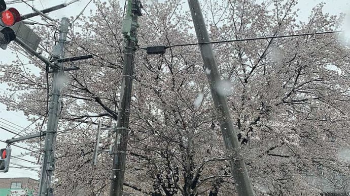 ４年前は桜の花に雪が積もりました。この日に起きた出来事は…