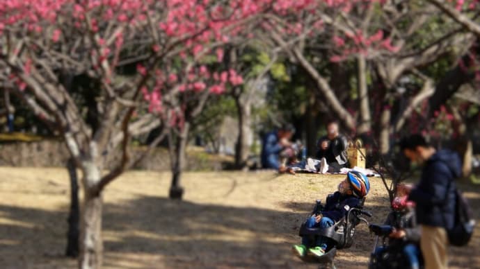 海浜幕張公園の梅