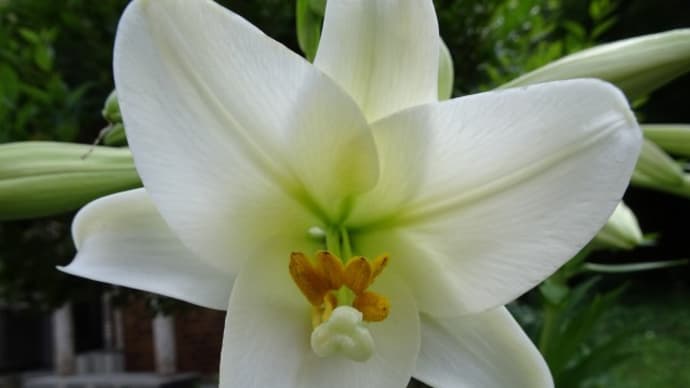 trumpet lily