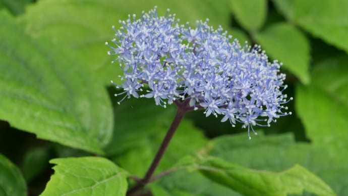六甲高山植物園の花と昆虫(PartⅠ)