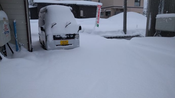 30センチくらいかな？