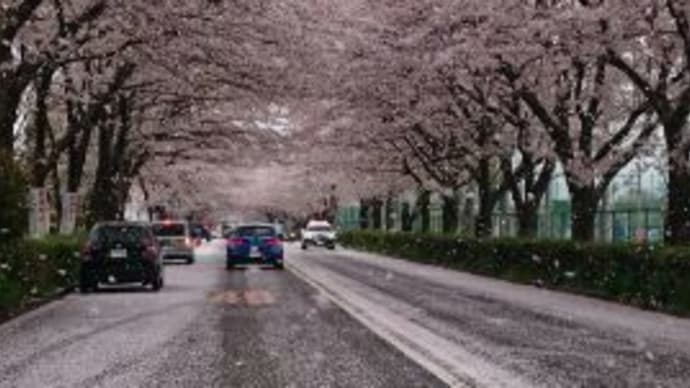 桜の季節も終わりに近づいています・・・