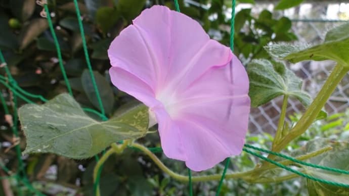 きれいな花の「裏側」も、考えてね。