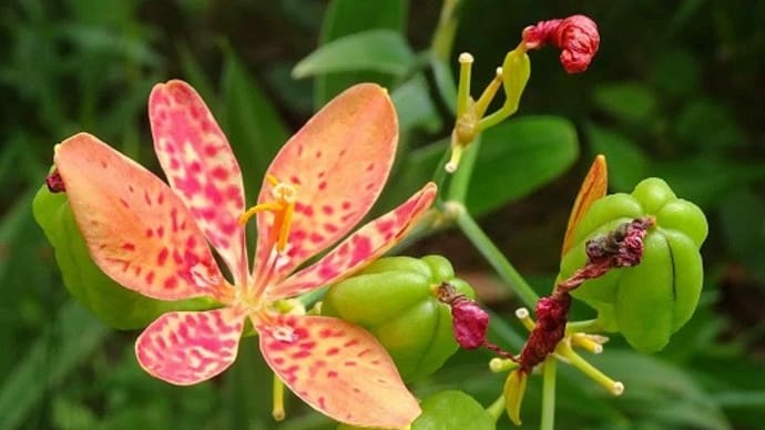 庭と空き地の「ヒオウギ」 (1)夏の花
