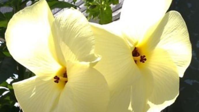 芙蓉