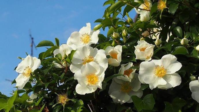 初夏の花咲く散歩道