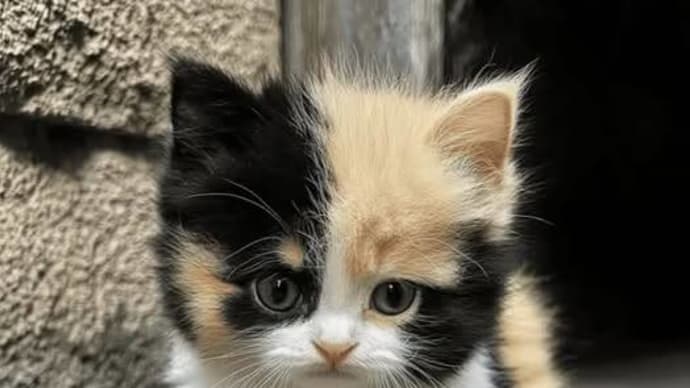 可愛く癒される猫ちゃんたちその⑤