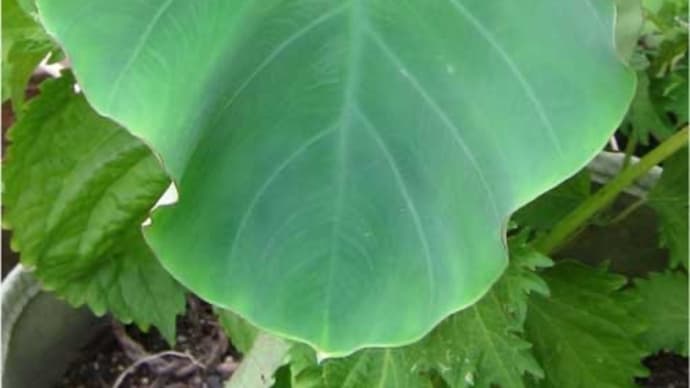 野菜の楽しみ
