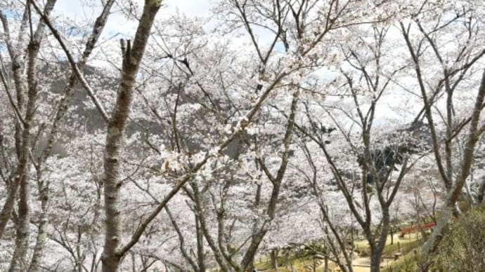 笹ヶ丘公園 の 桜 '22
