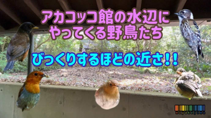 千客万来状態の観察コーナー