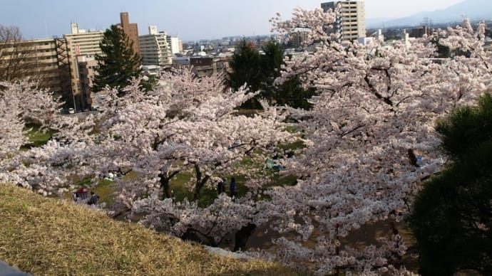 不来方城の桜